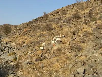 معزا للبيع 4