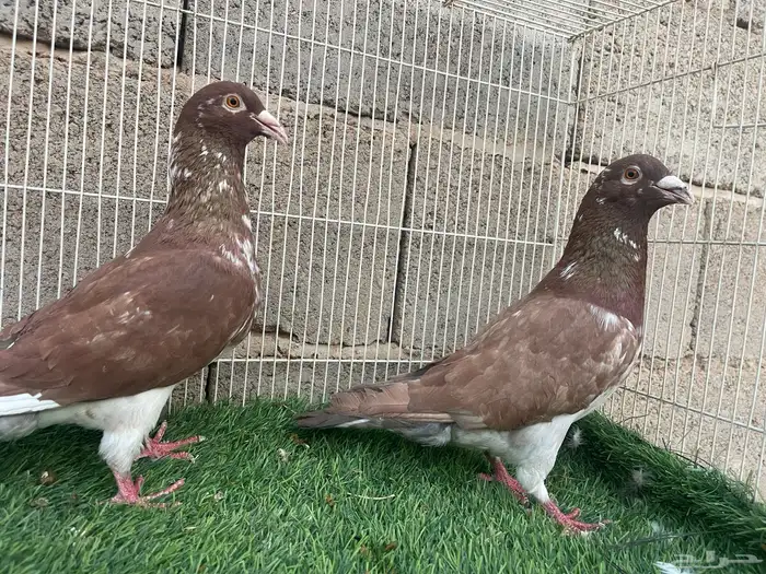 زاجل زينه 0