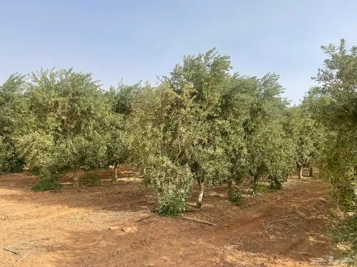 اشجار زيتون مثمرة 9