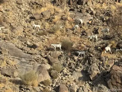 معزا للبيع 1