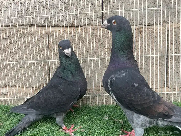 زاجل زينه 5