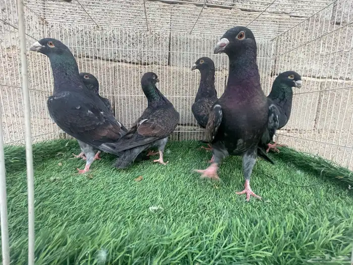 زاجل زينه 3