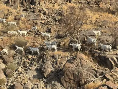 معزا للبيع 0