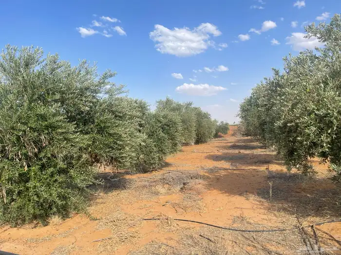 اشجار زيتون مثمرة 2