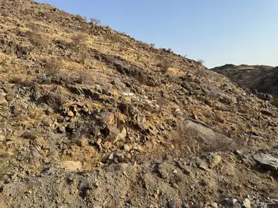 معزا للبيع 6