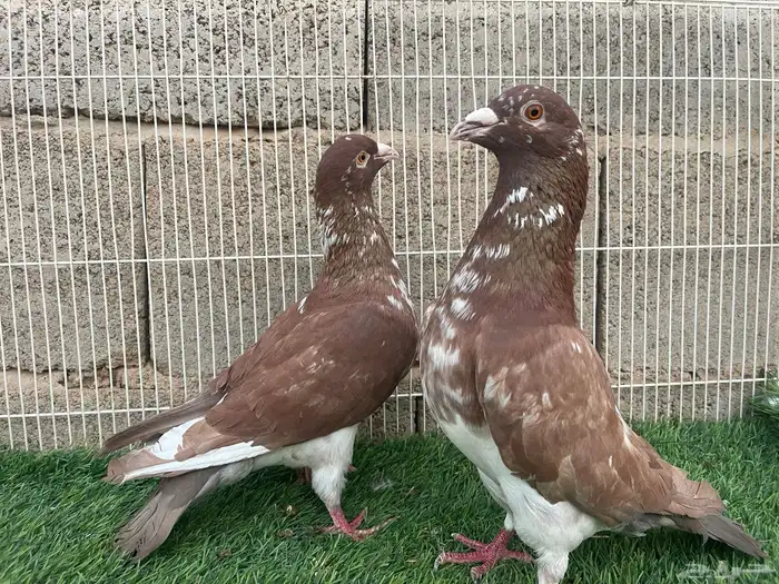 زاجل زينه 2