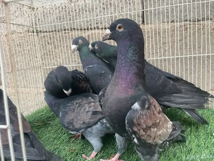 زاجل زينه 1
