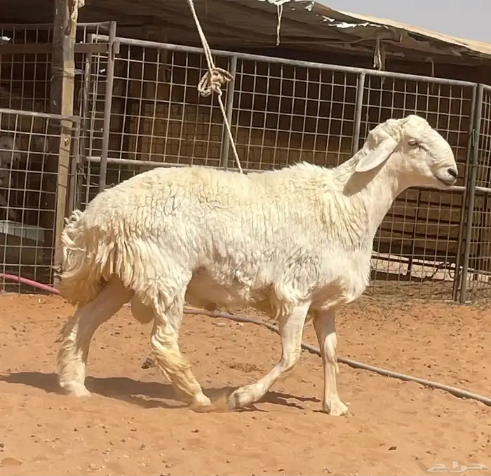 فحل حري مشروط 3