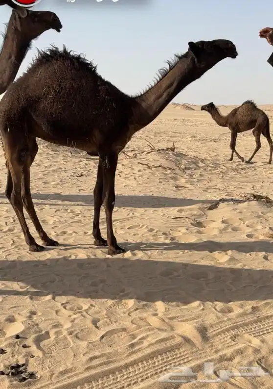 قعود سلاله عشيو المناع موقع جنوب الخن 0