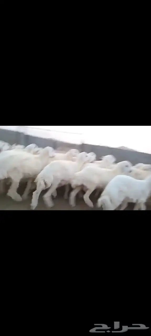 طليان اضاحي 2