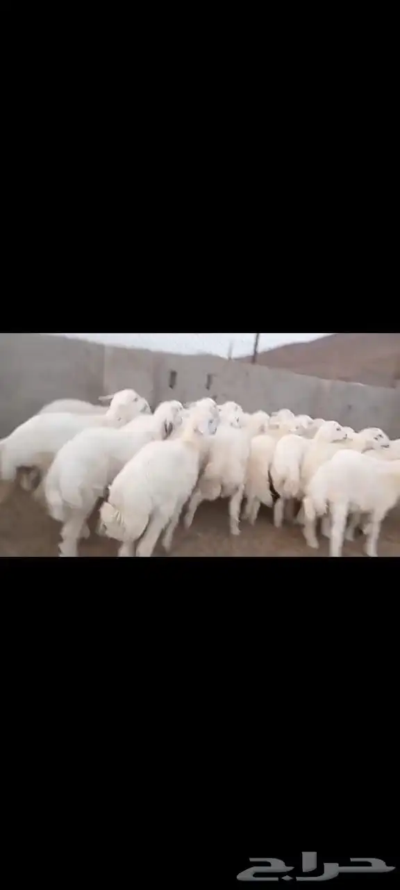 طليان اضاحي 3