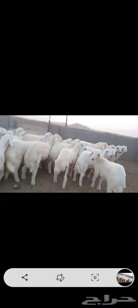 طليان اضاحي 1
