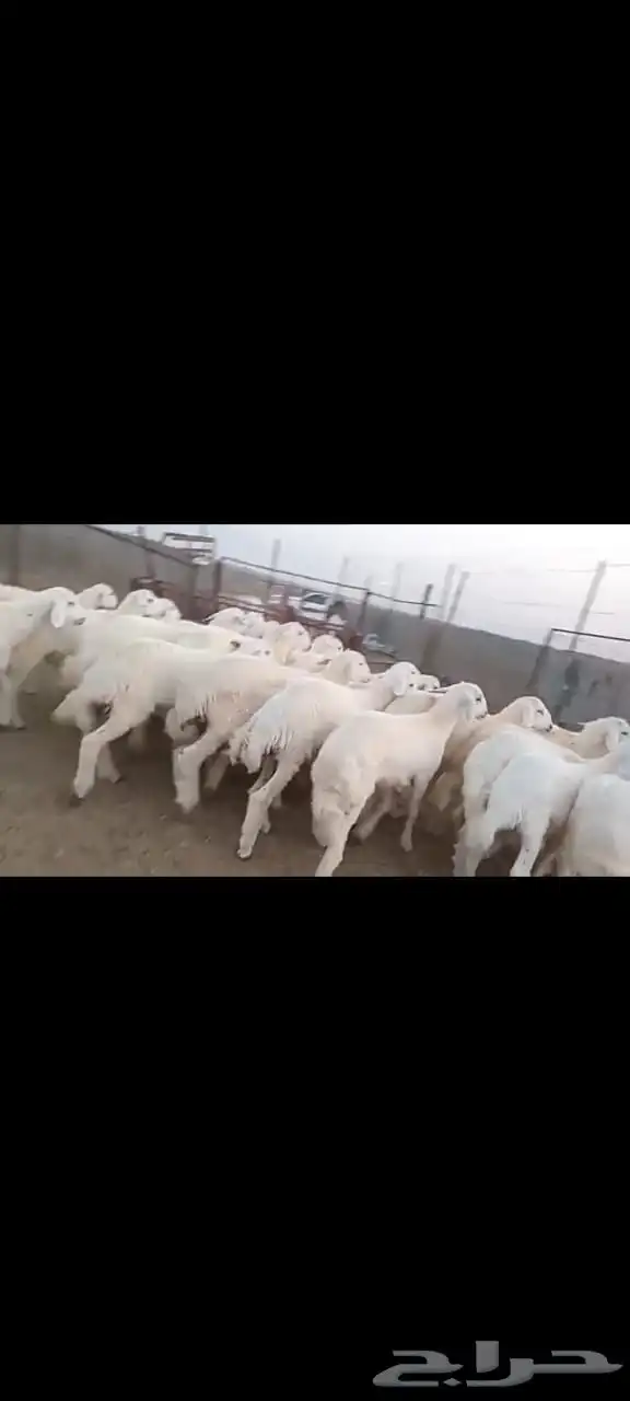 طليان اضاحي 0