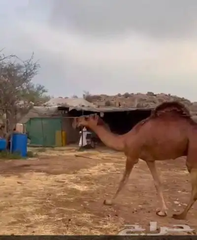 قعود حمر نادر ومعروف ساسه تمم البيع 0