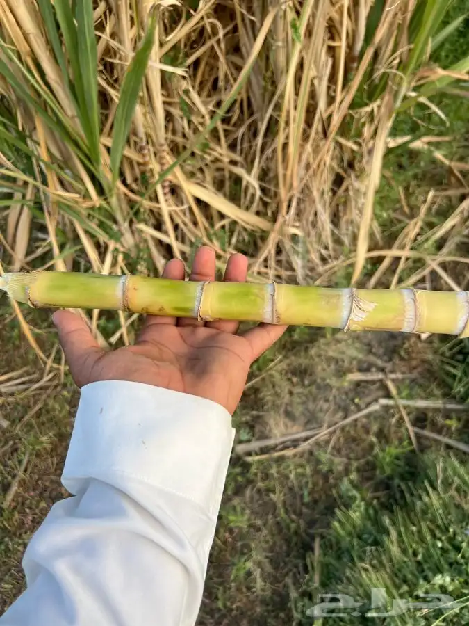 قصب سكر البيع حبه كبير ماشالله 2