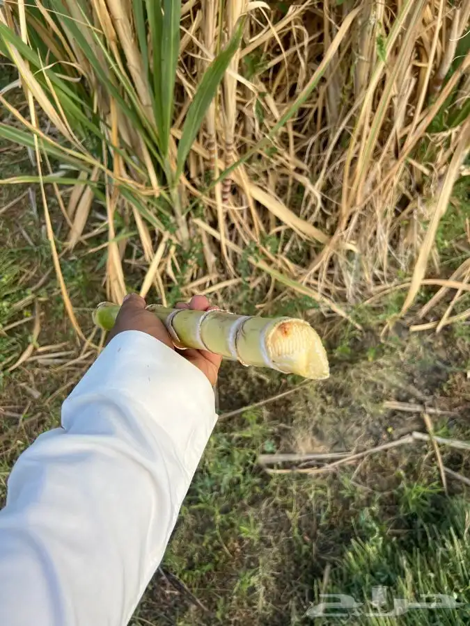 قصب سكر البيع حبه كبير ماشالله 1