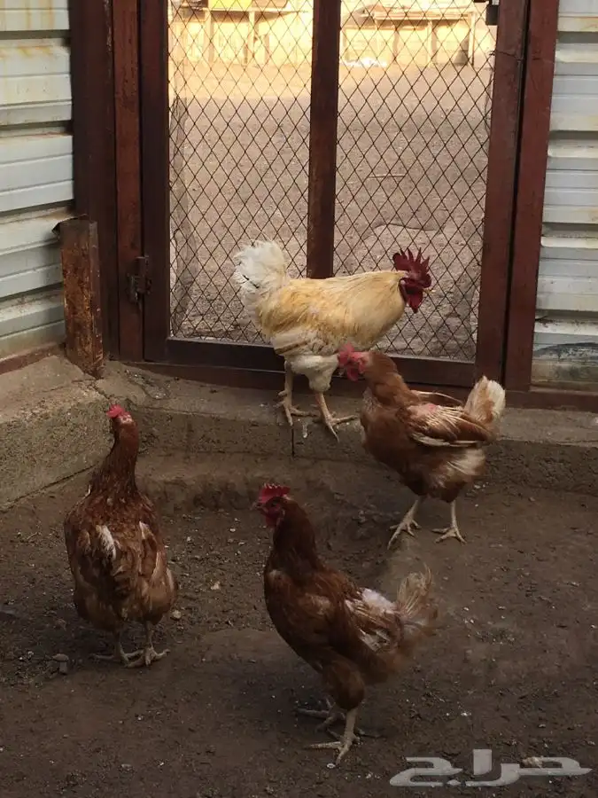 دجاج لوهمان براون الالماني تم البيع الله يبارك للمشتري 0