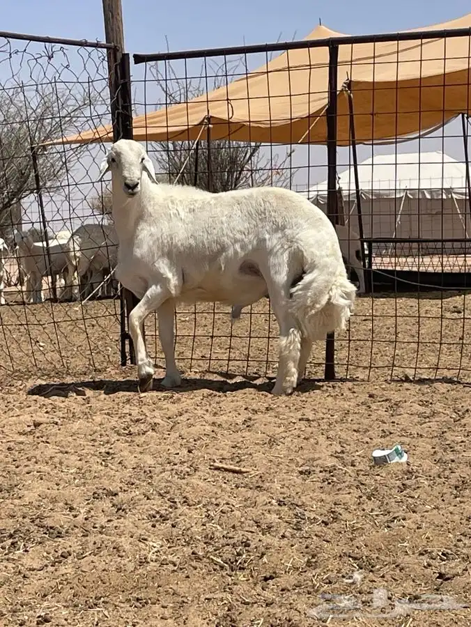 مشروع فحل حري كفووو تم البيع تم البيع 5