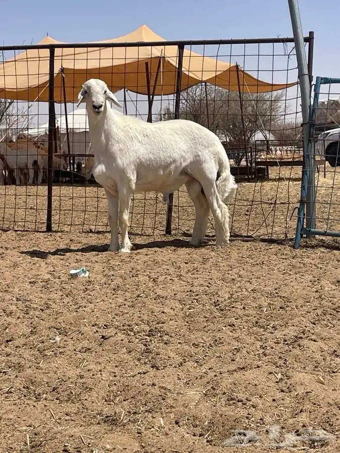 مشروع فحل حري كفووو تم البيع تم البيع 0