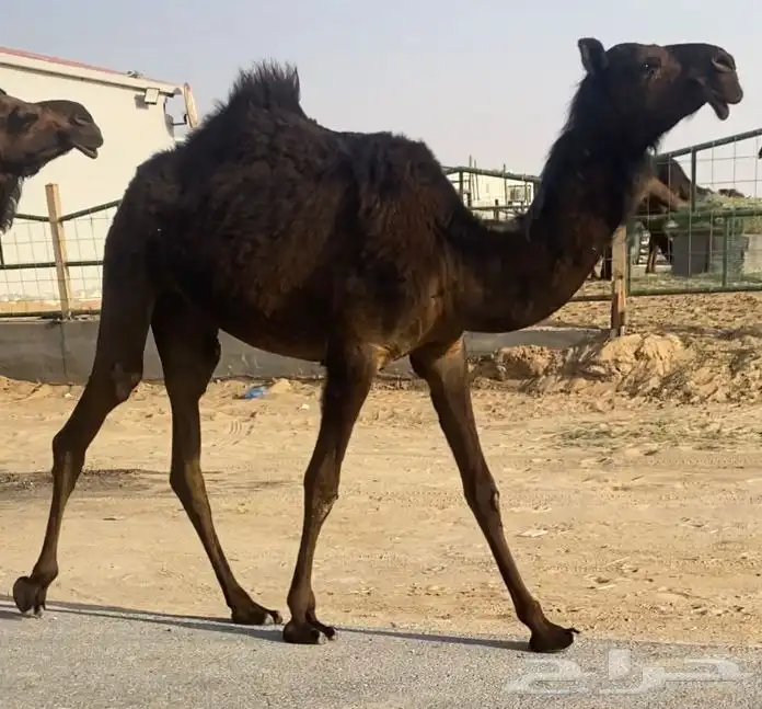 مجهم مفروده كفو طيبه 0