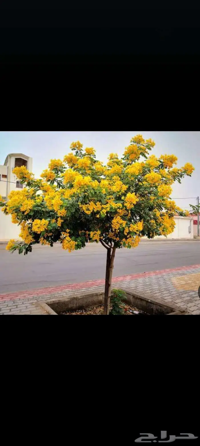 زراعه وتنسيق الحدايق 0
