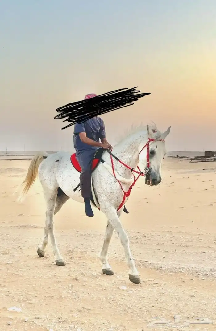 حصان شعبي كفو 11