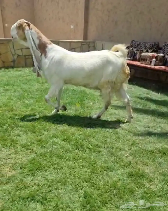 معزاء هولندي مطورة دفيع 0