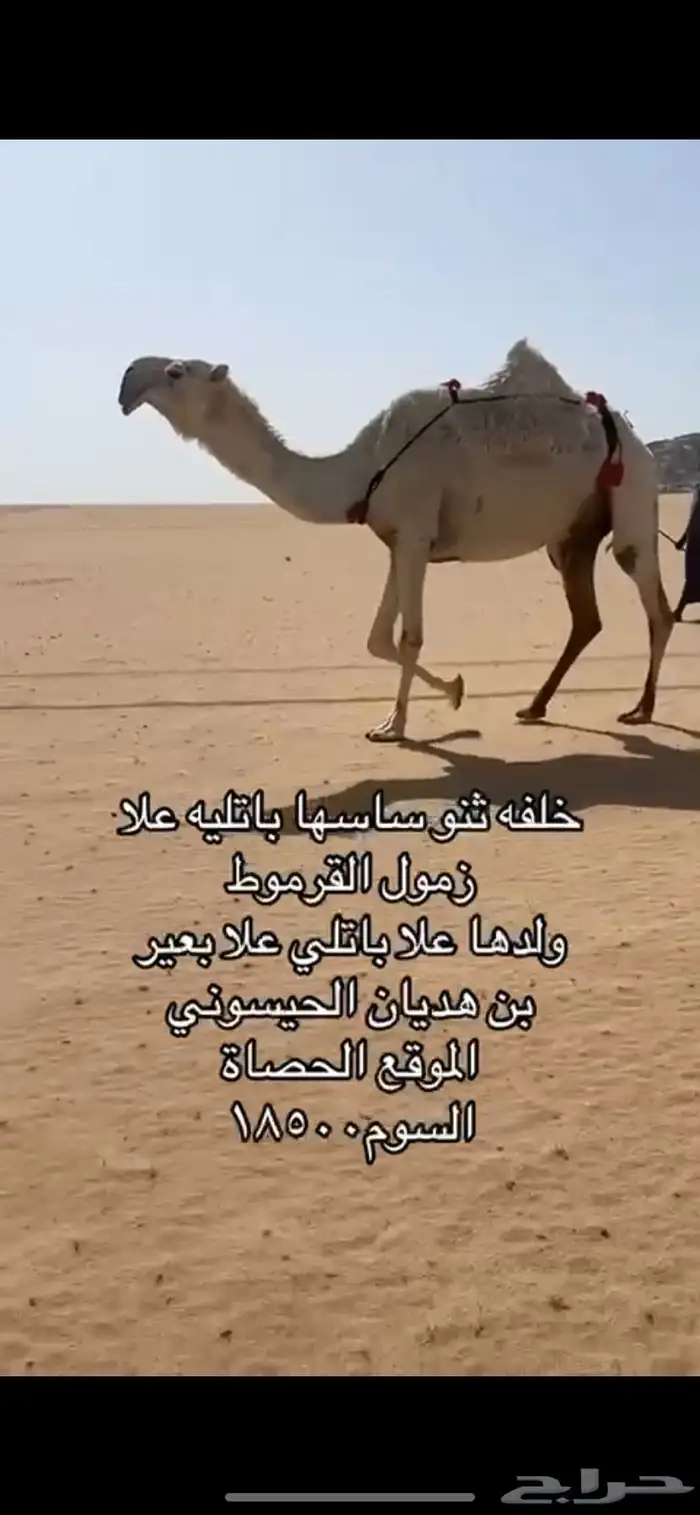 البيع خلفه كفوو باتليه 1