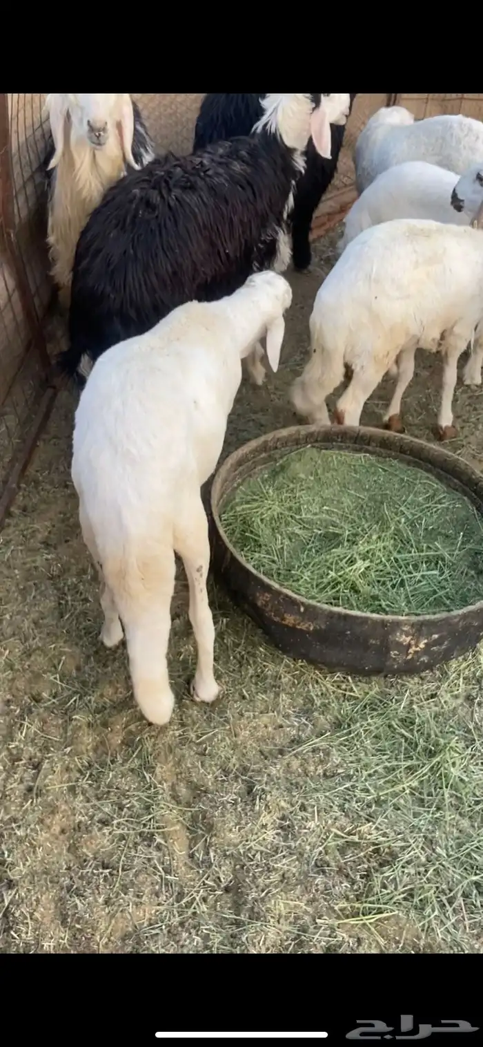 ذبايح سواكن مرابي 3