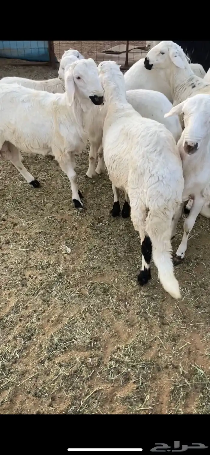 ذبايح سواكن مرابي 1