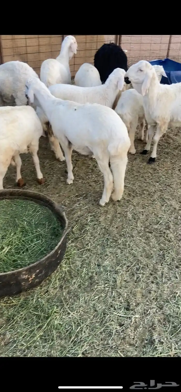 ذبايح سواكن مرابي 2