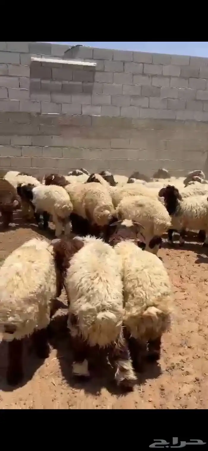 نعيم بلدي يضحي كله شرط 0