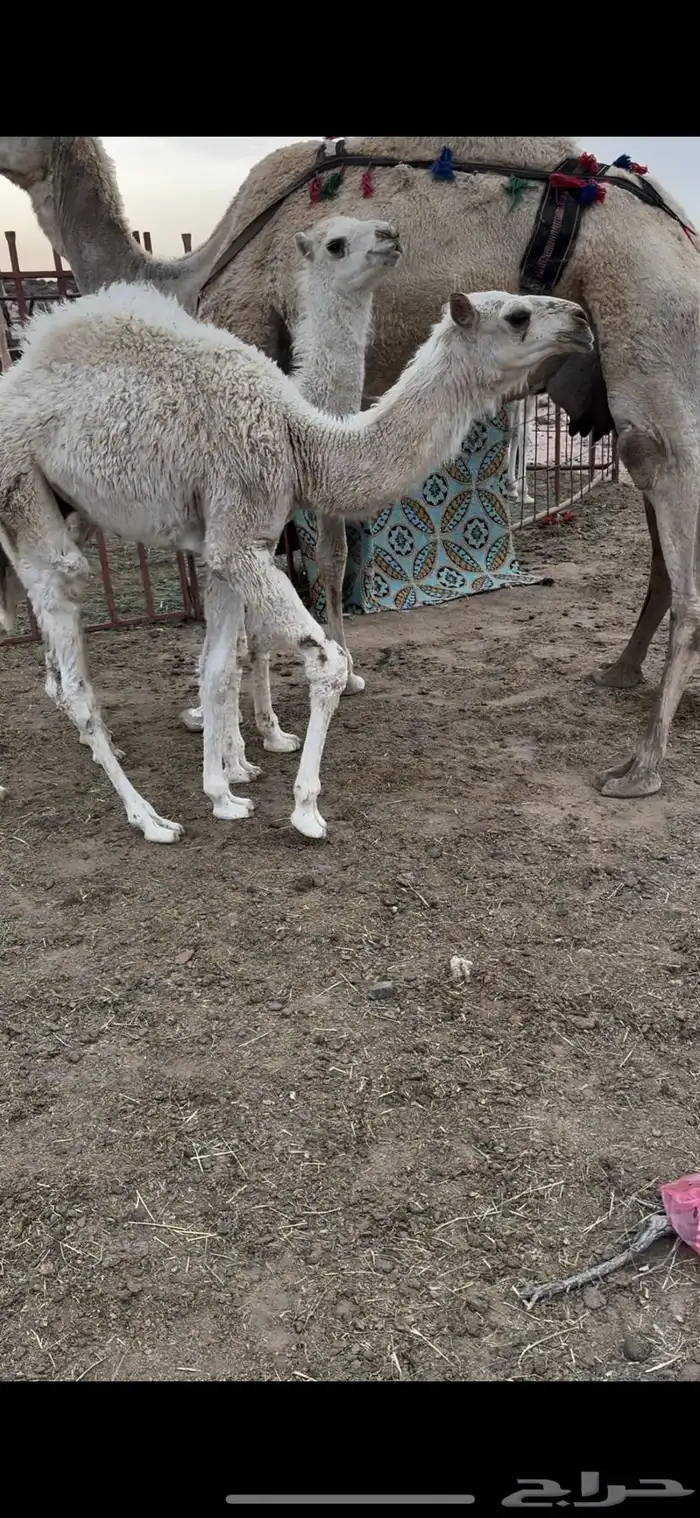 خلفه وضحا الحليب سطللل شرط وهديه وسكر 3