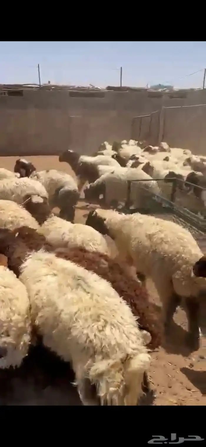 نعيم بلدي يضحي كله شرط 1