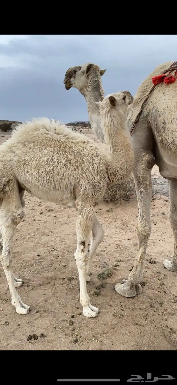 خلفه وضحا الحليب سطللل شرط وهديه وسكر 4