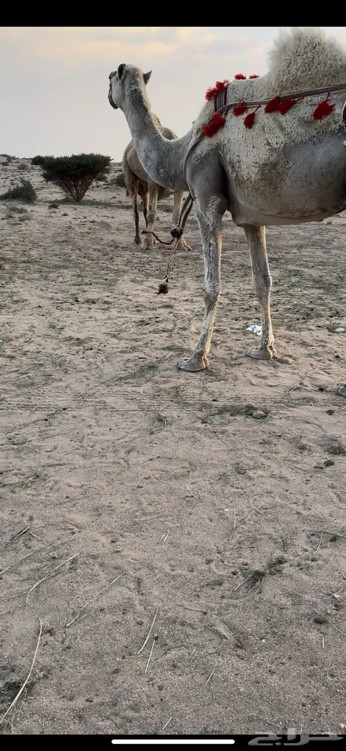 خلفه وضحا الحليب سطللل شرط وهديه وسكر 13