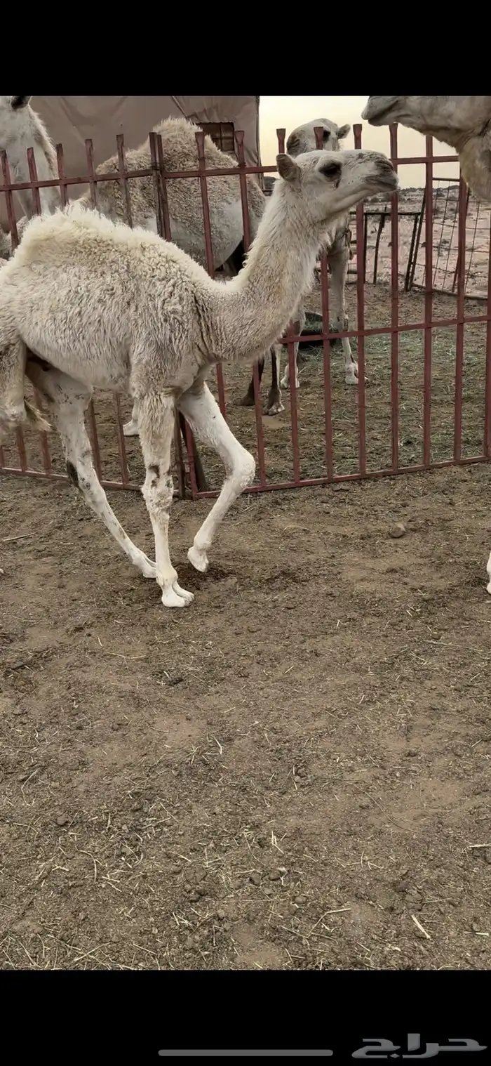 خلفه وضحا الحليب سطللل شرط وهديه وسكر 9