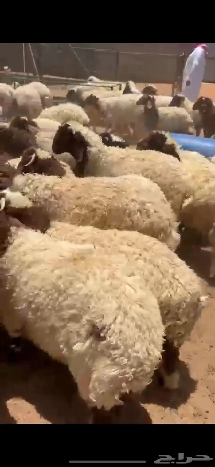 نعيم بلدي يضحي كله شرط 3