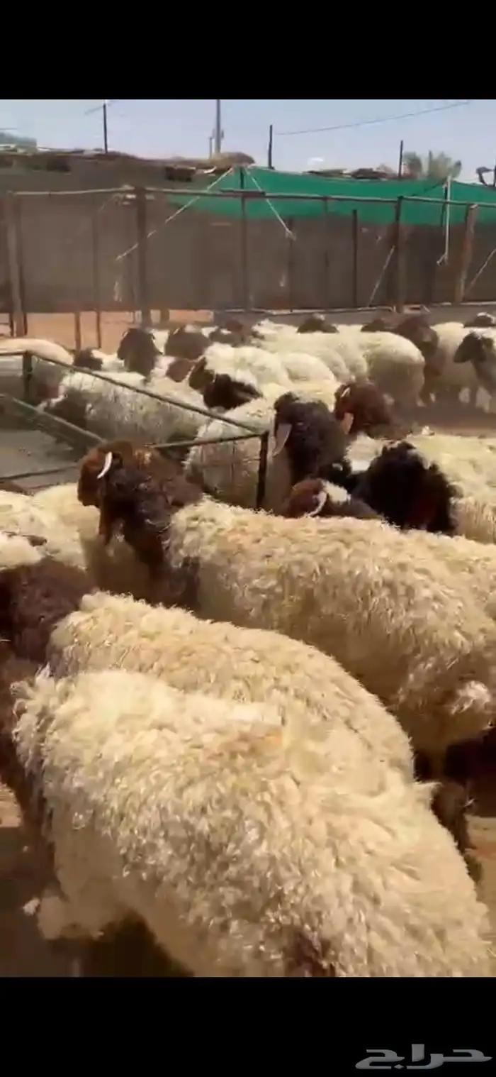 نعيم بلدي يضحي كله شرط 2