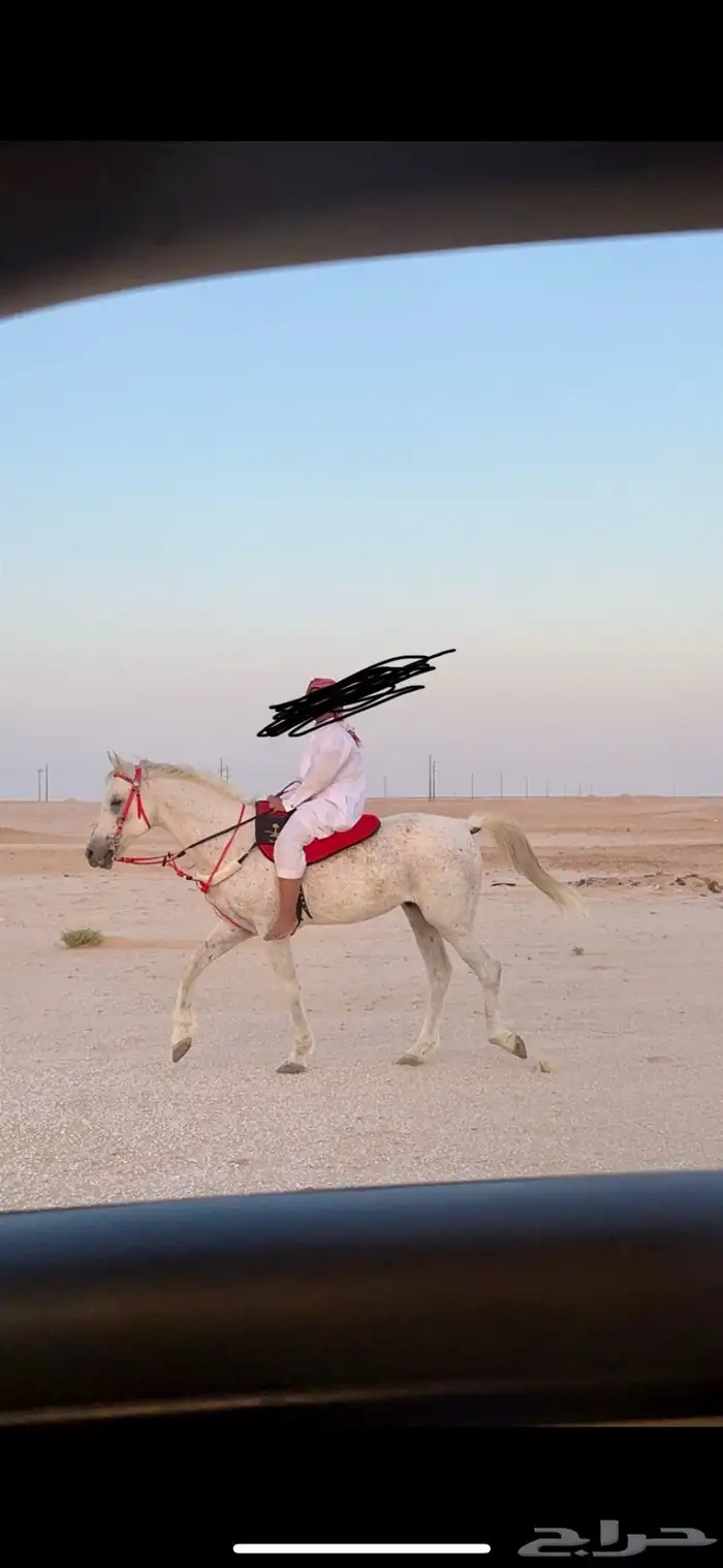 حصان شعبي كفو 12
