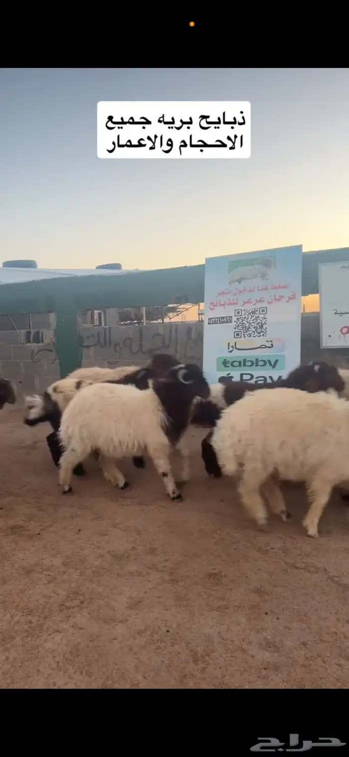 ذبايح عرعر 2