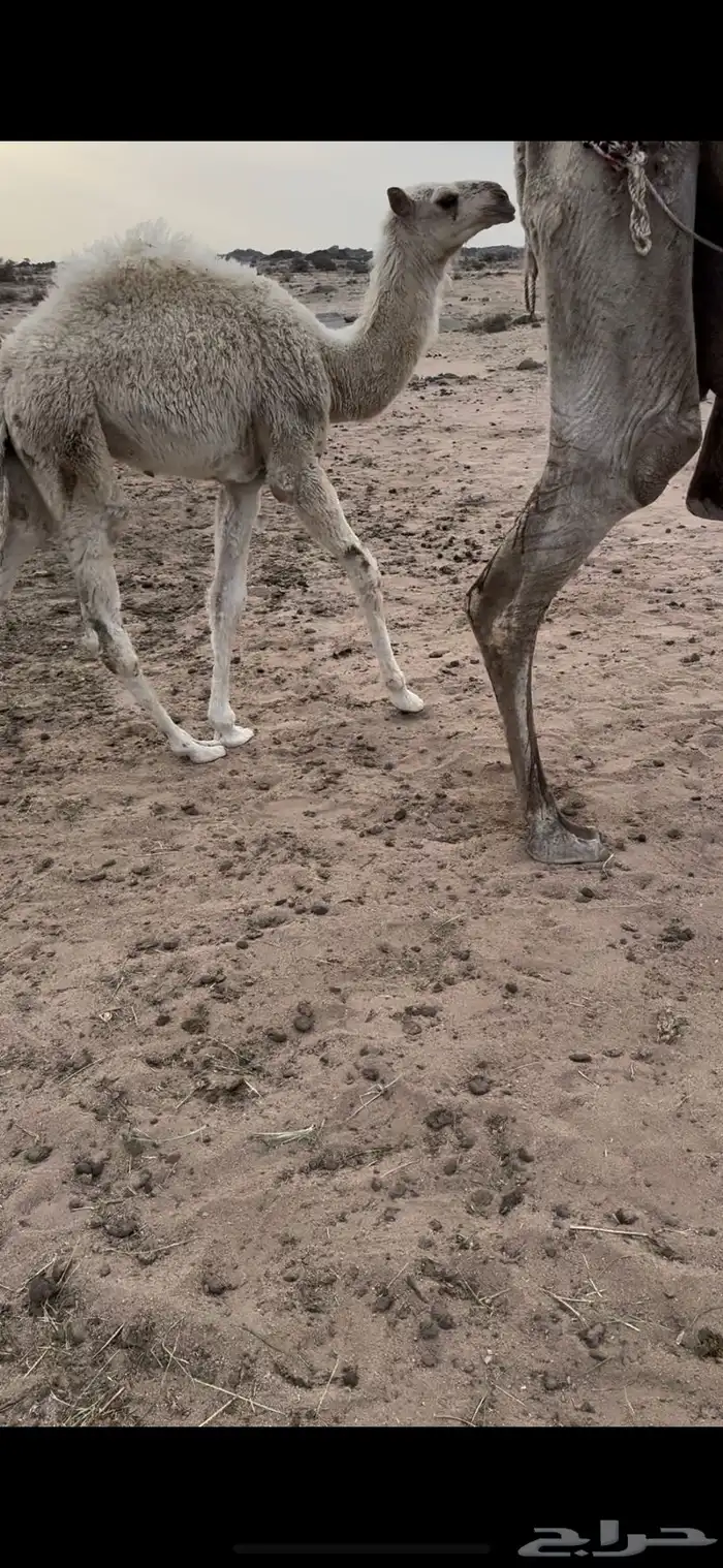 خلفه وضحا الحليب سطللل شرط وهديه وسكر 2