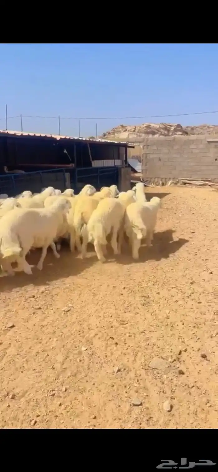 طليان حريات للمناسبات طيبات بالحيل 2