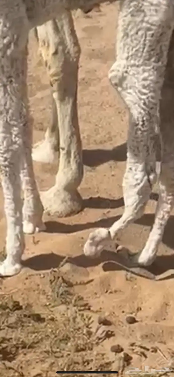 تم البيع الله يبارك إلا راعيها 4