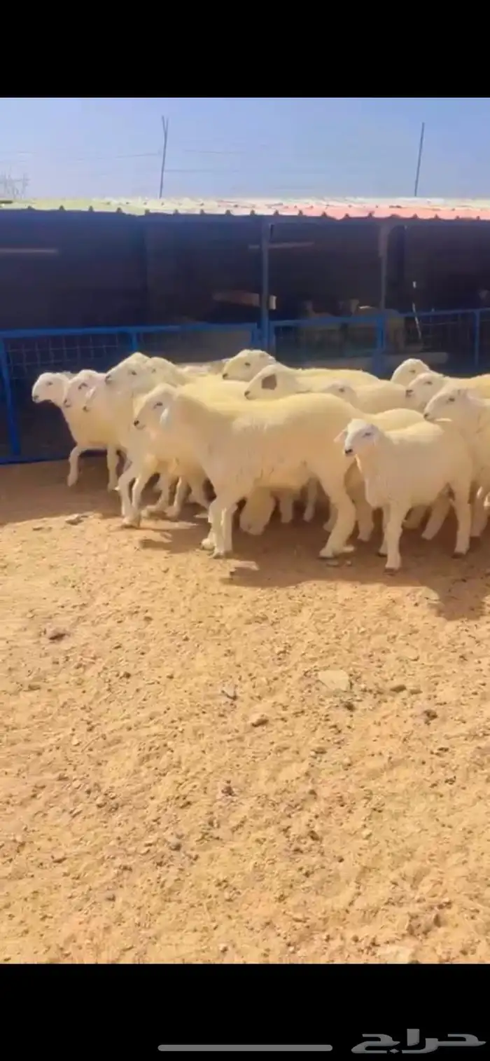 طليان حريات للمناسبات طيبات بالحيل 6