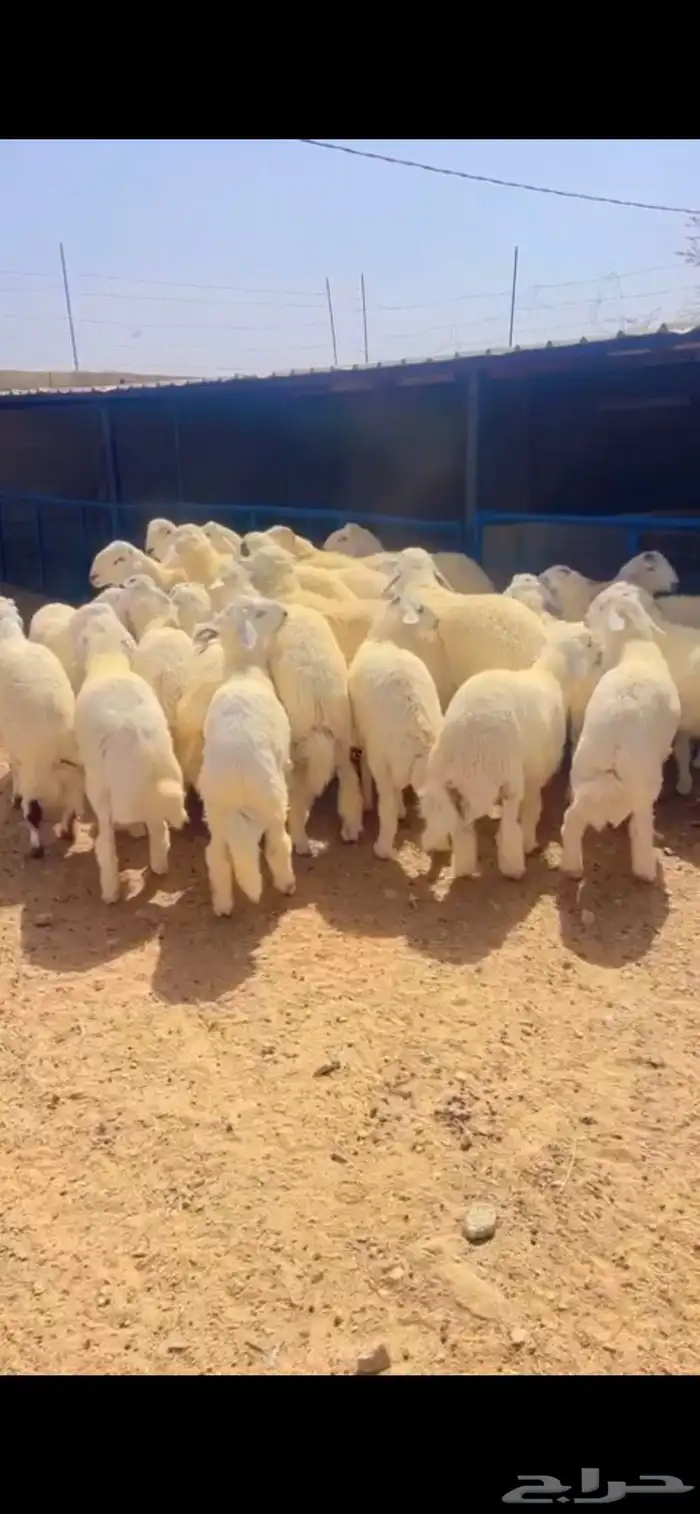طليان حريات للمناسبات طيبات بالحيل 4