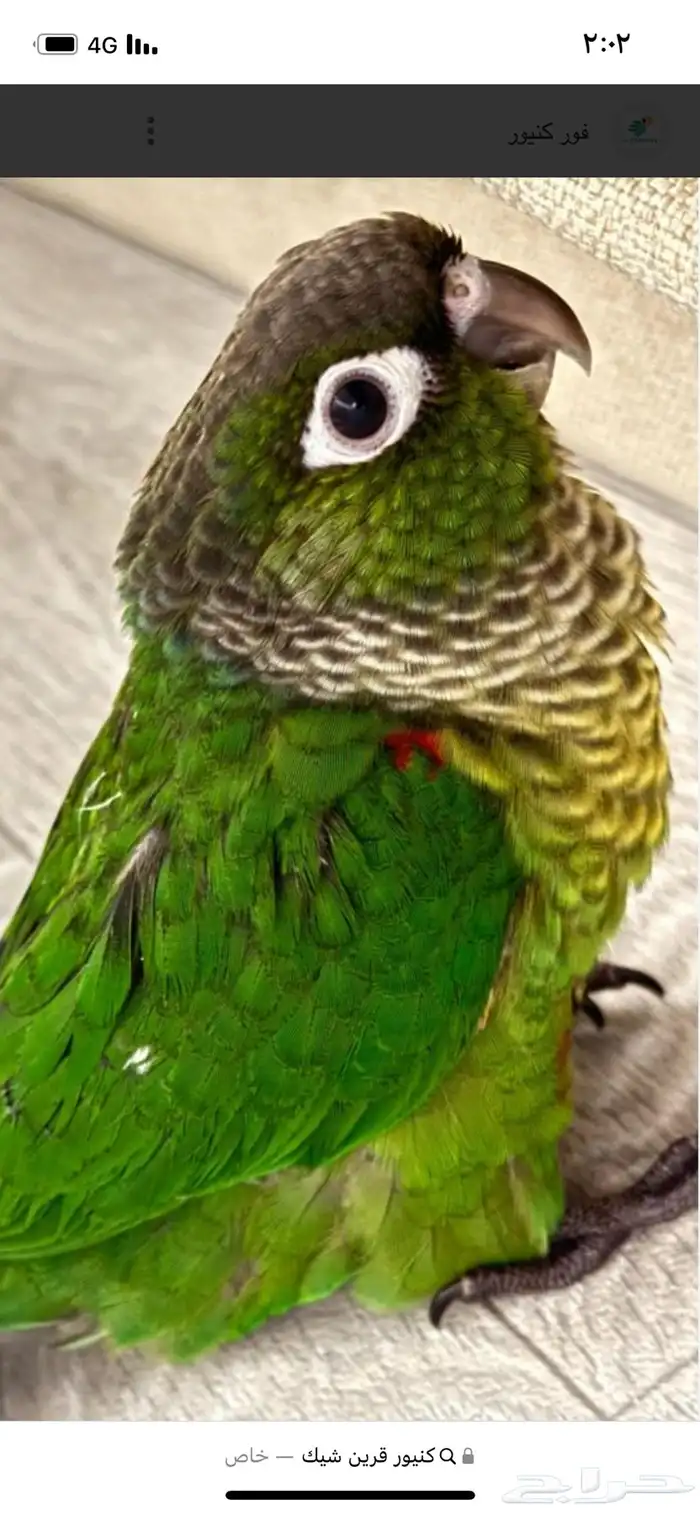 كنيور مفقود حط العارض 0