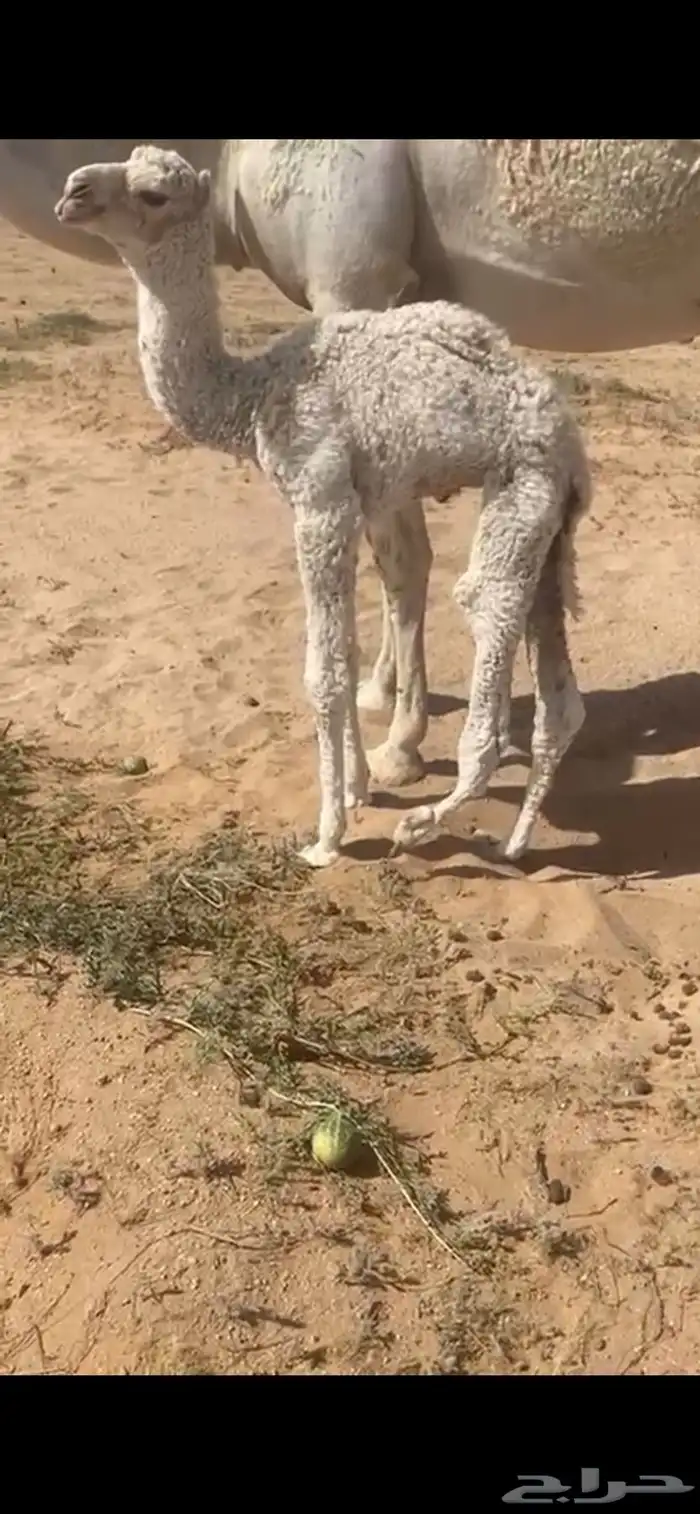 تم البيع الله يبارك إلا راعيها 0
