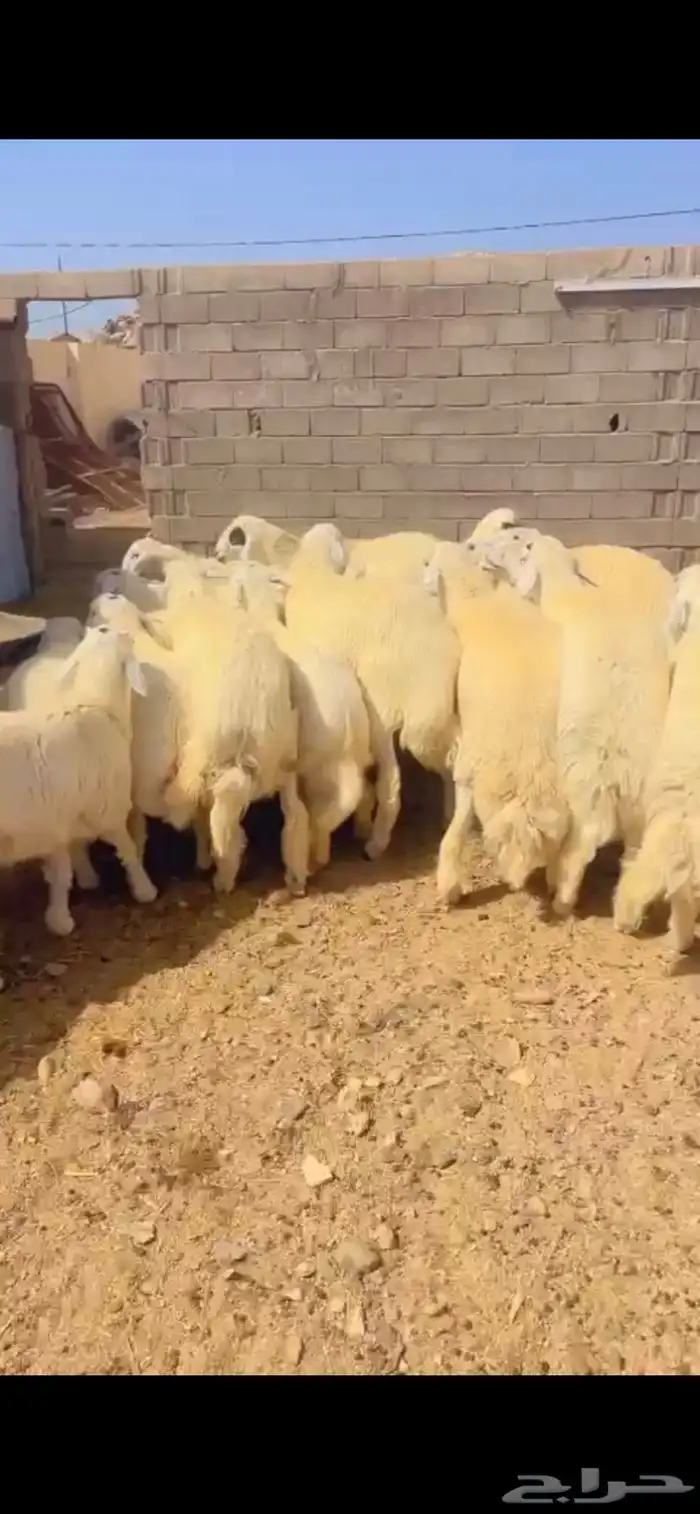 طليان حريات للمناسبات طيبات بالحيل 0