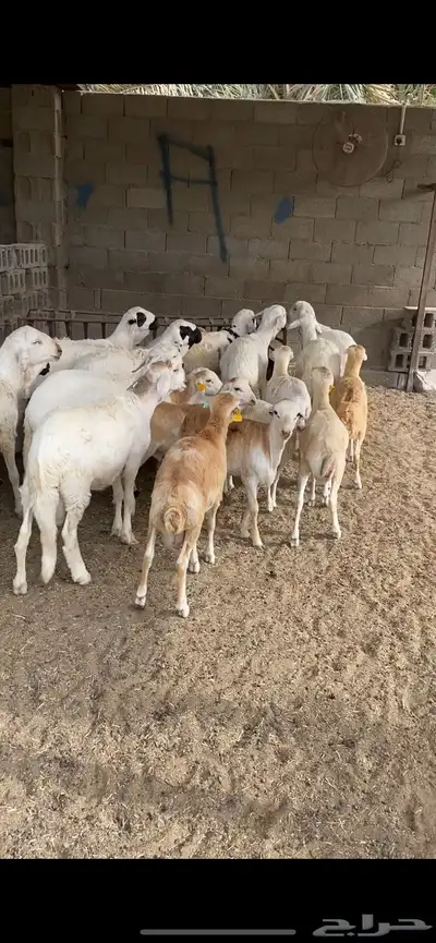 ضحايا نعيمي بلدي سواكن رفيدي 1